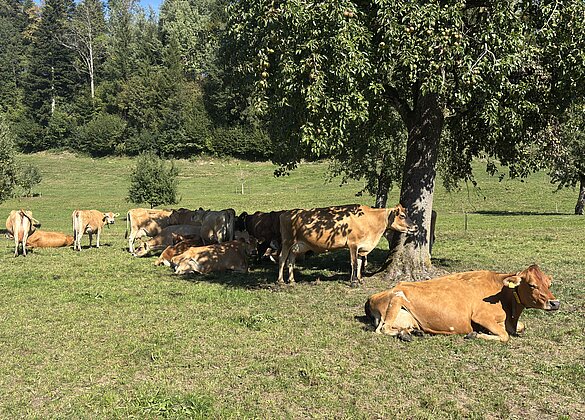 Grosses Gedränge von Jersey-Rindern im Schatten eines Baumes