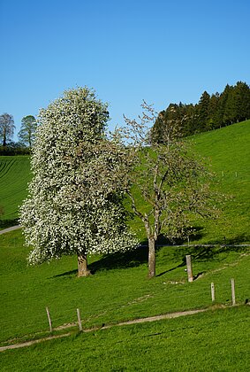 Blütezeit auf Bründlen in Zell