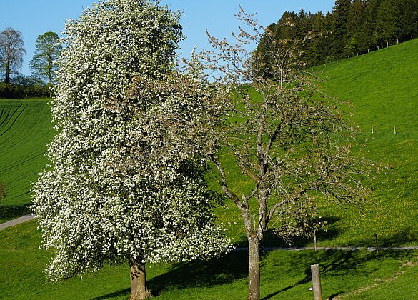 Blütezeit auf Bründlen in Zell