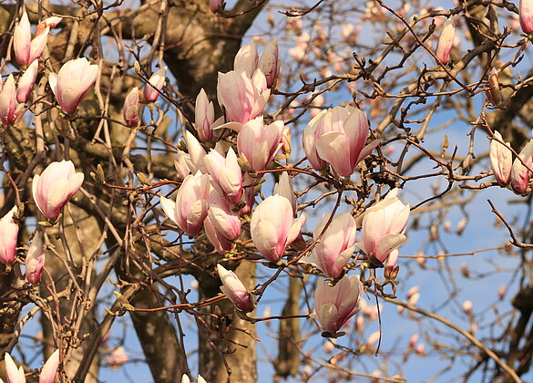 Magnolien gibt es in vielen verschiedenen Arten