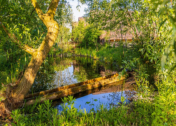 Spiegelungen, bei den Pfahlbauten in Wauwil
