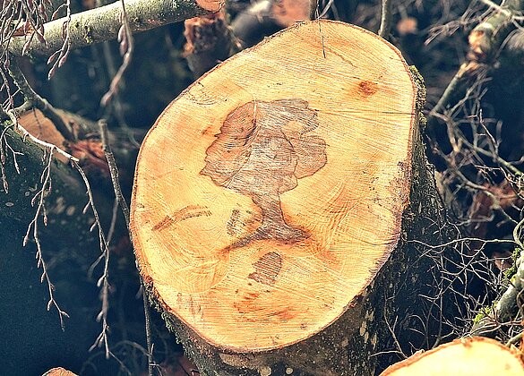 Das geheime Innenleben des Baumes - ein Baum. 