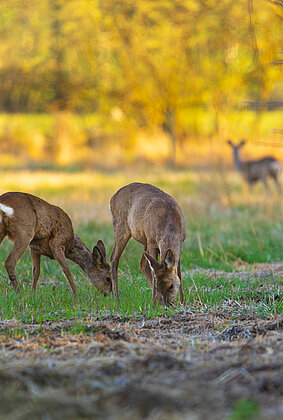 Friedlich weidende Rehe in der freien Natur