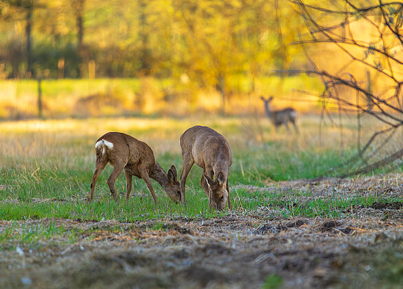 Friedlich weidende Rehe in der freien Natur