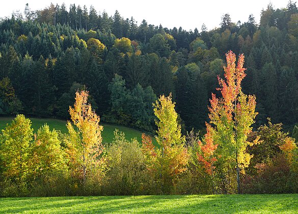Herbstzauber an der Luthern bei Niederwil