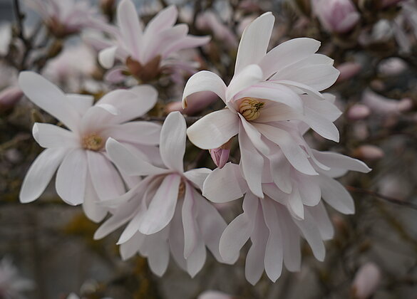 Magnolien bereichern den Frühling