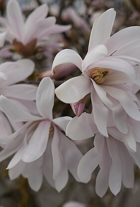 Magnolien bereichern den Frühling