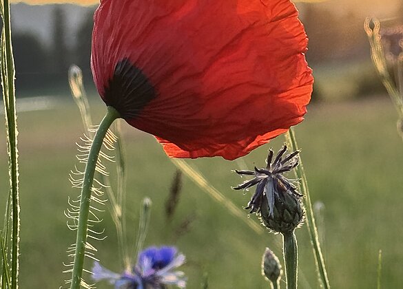 Stolzer Mohn mit Kornblumen beim Sonnenaufgang