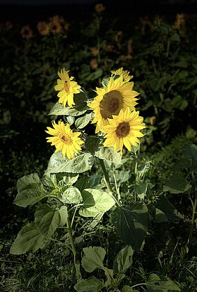 Letzte Sonnenblumen etfreuen uns!