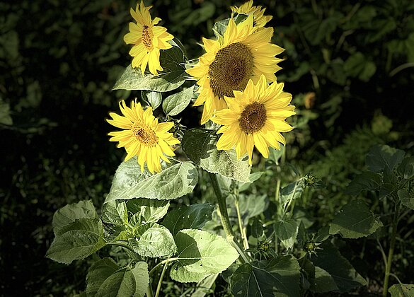 Letzte Sonnenblumen etfreuen uns!