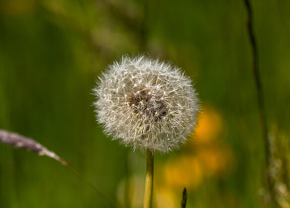 Pusterblume