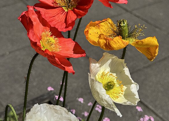 Farbiger Mohn