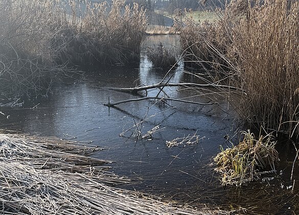 Traumhafter Morgenspaziergang 