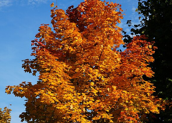 Goldener Herbst - im wahrsten Sinne des Wortes