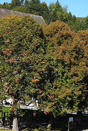 Spuren des Hitzesommers oder doch erste Herbstanzeichen?