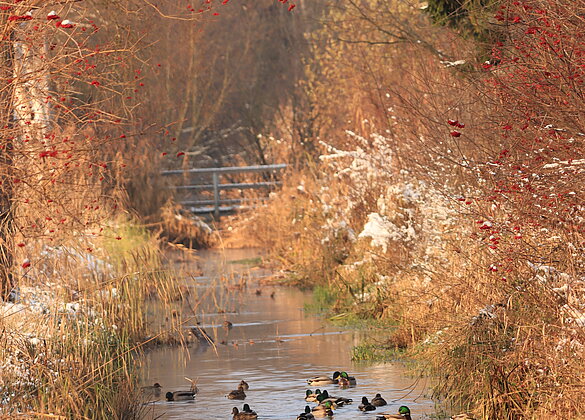 ein friedliches tummeln im Kanal