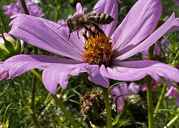 Die Biene tanzt auf der Cosmea