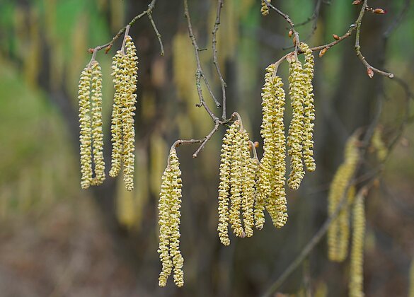Weidenkätzchen künden den Frühling an