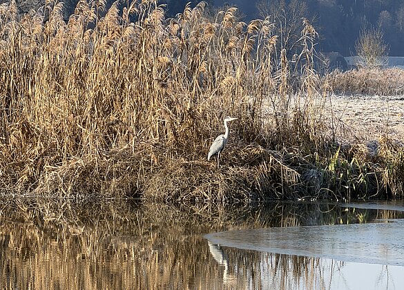 Traumhafter Morgenspaziergang 