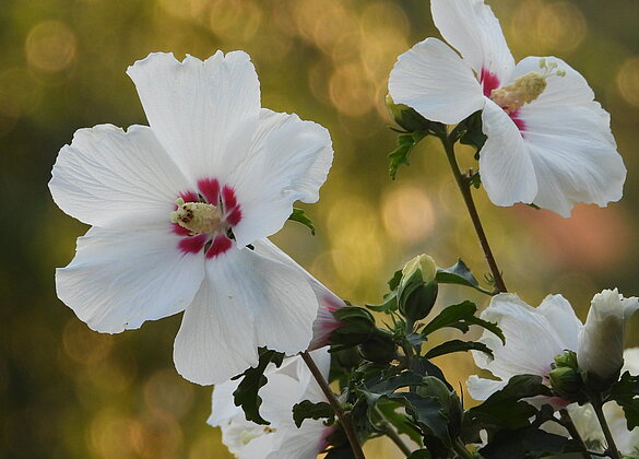 Zauberhafte Hibiskusblüten in der Abendsonne.