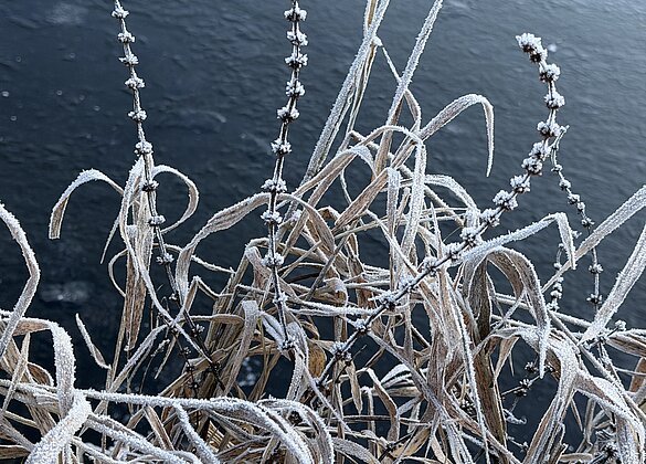 Traumhafter Morgenspaziergang 