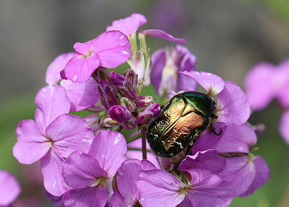 Ein Goldglänzender Rosenkäfer zu Besuch im Garten.