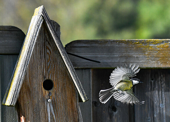 Maisen Nachwuchs im Seilihus Garten