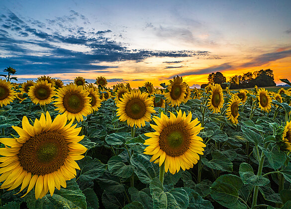 Abendstimmung über den strahlenden Sonnenblumen!