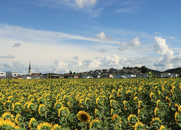Sommerliches Schötz