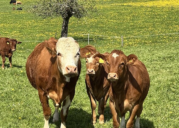 Stolze Mutterkuh präsentiert ihre zwei schönen Kälbchen