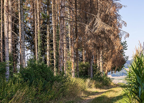 Trockenheit 2026: Der Wald leidet