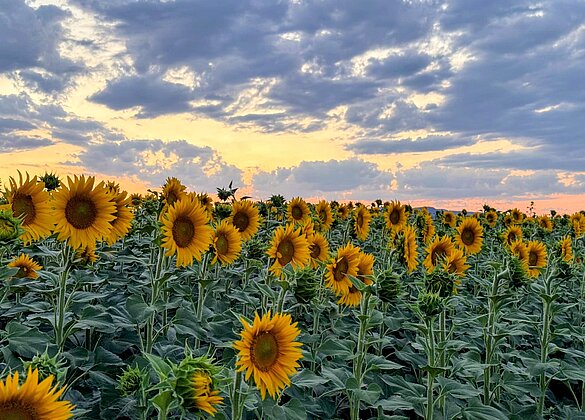 Sonnenblumen am Abendhimmel- ein Meer aus goldenem Licht