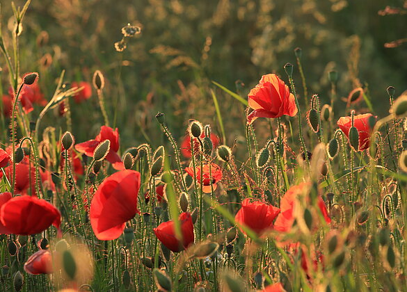Leuchtendes Rot der Mohnblumen