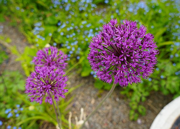 Die Kugelblume verschönert die Gärten