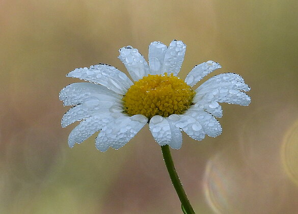 Eine Margerite mit Morgentau.