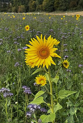 Bald letzte leuchtende Sonnenblumen im blauen Feld