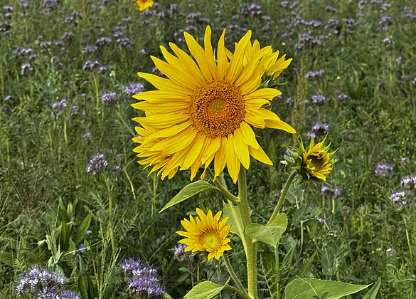 Bald letzte leuchtende Sonnenblumen im blauen Feld