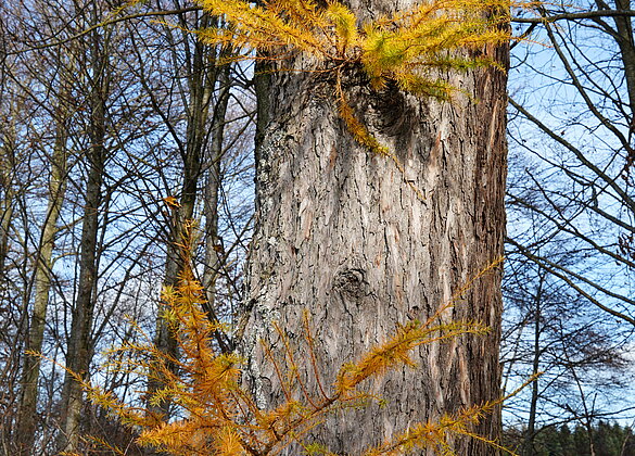Letzte Farbtupfer im Spätherbst, die Lärchen