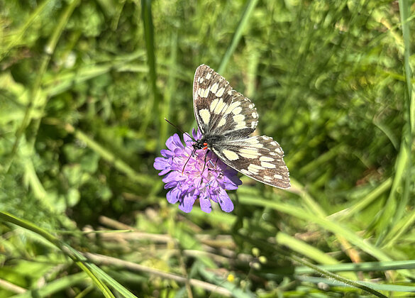 Ein Schachbrett labt sich am Nektar einer Witwenblume.