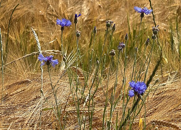 Kornblumen im schönen Kontrast zum goldgelben Weizen