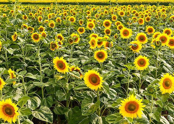 Sonnenblumen schmücken nun wieder unsere Felder.
