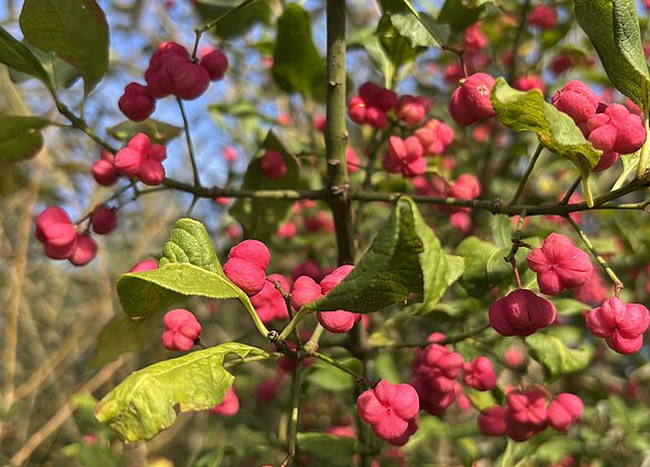 Das Pfaffenhütchen zeigt seine farbige Herbstpracht.