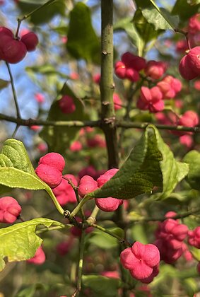 Das Pfaffenhütchen zeigt seine farbige Herbstpracht.