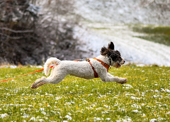 Rennen in ersten Schnee macht Spass