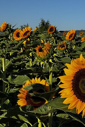 Gerrluche Sonnenblumen neigen sich der Morgensonne zu