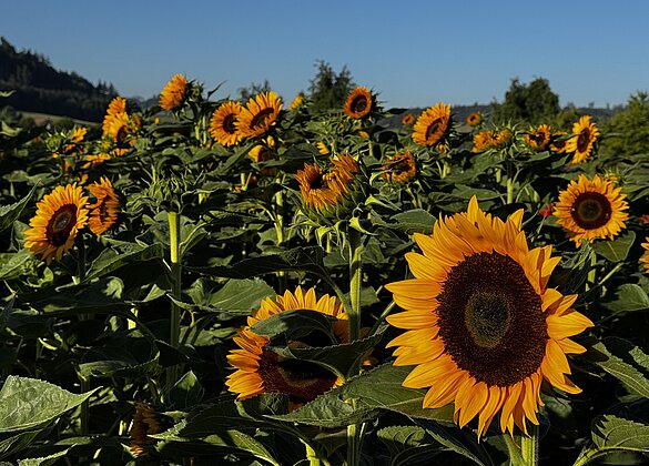 Gerrluche Sonnenblumen neigen sich der Morgensonne zu