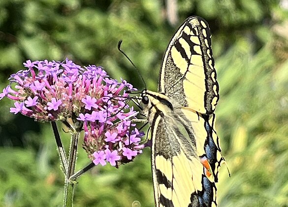 Schwalbenschwanz besucht unseren Garten