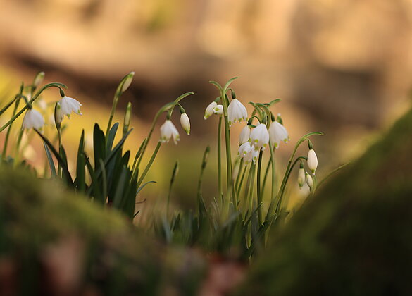Die Märzenbecher blühen wieder