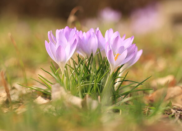 Überall beginnt es zu blühen