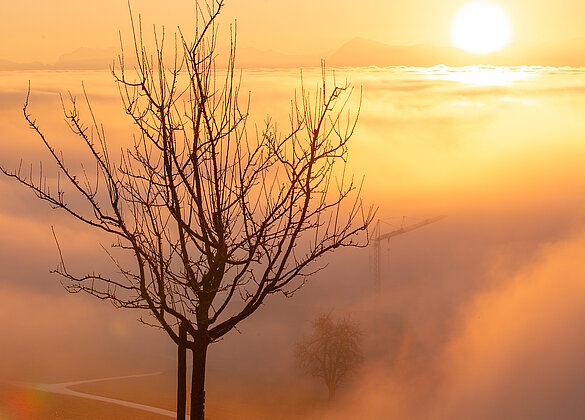 Blick vom Wauwiler Schönbühl übers Nebelmeer